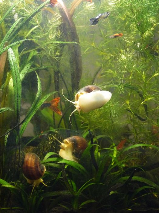 ślimak ampularia dorosłe, 1zł za sztukę