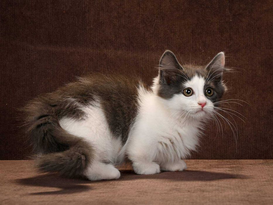 Манчкин девочки Ейфория и Еврика