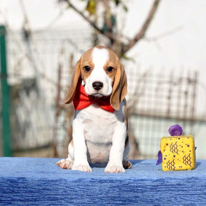 Цукерочка, солоденька крихітка / цуценята бiгля / щенки бигля