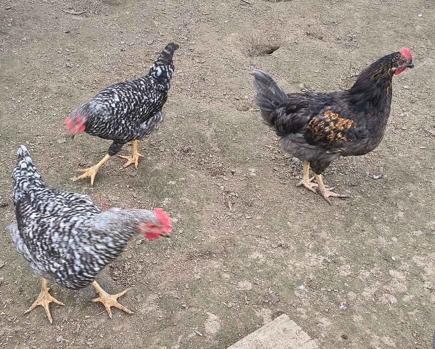 Kogutki Koguty Dominant Blue młode z maja