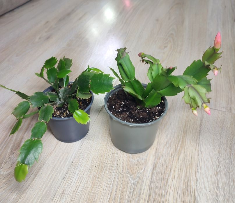 Набір різдвяників, шлюмбергера білий та червоний