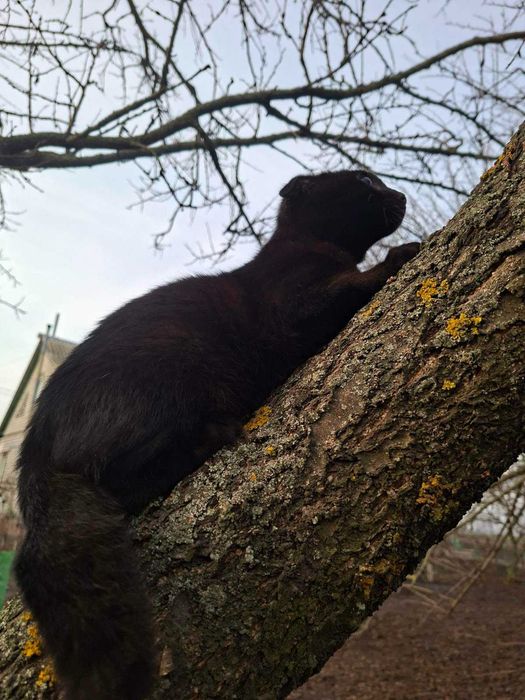 Коти  висловухі, чорні