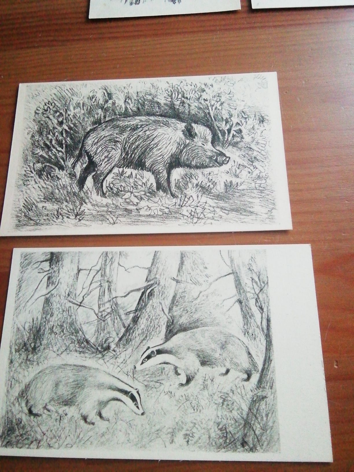 Roman Owidzki, rysunki zwierząt, pocztówki
