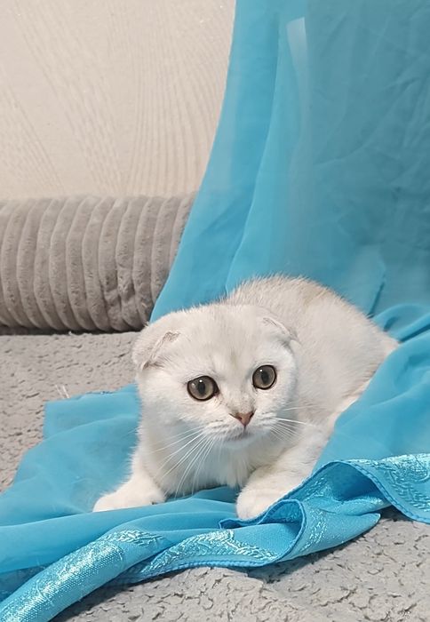 Очень красивые девочка и мальчик серебристые шиншиллы