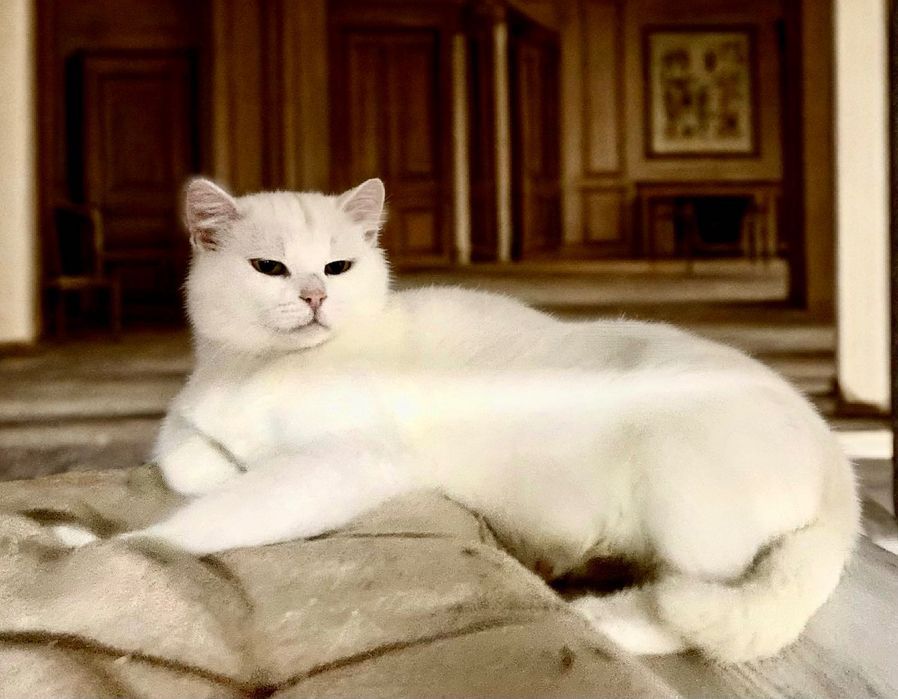 Білосніжна красуня шукає теплий і люблячий дім!