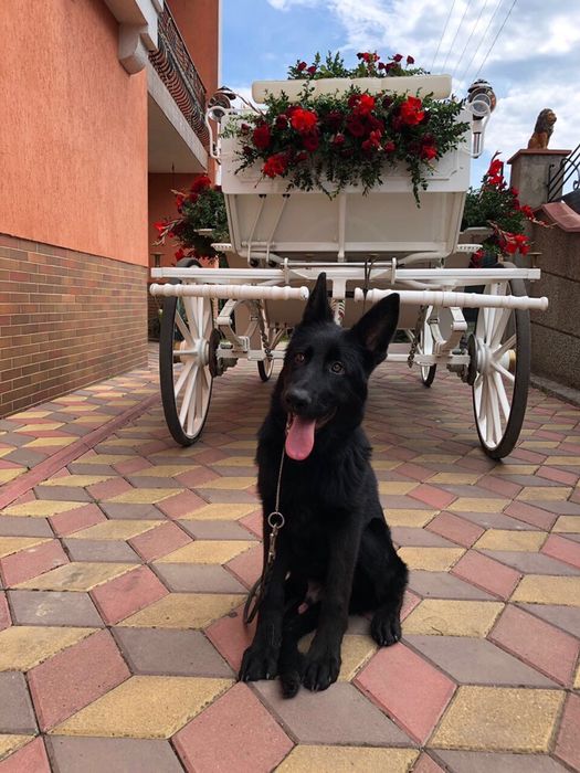 Немецкая овчарка подростки