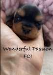 Suczka, york , Yorkshire terrier FCI ZKwP