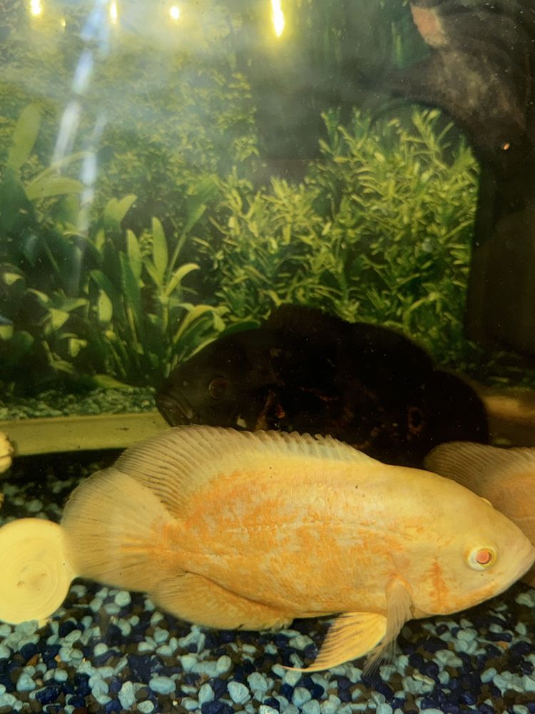 Aquario de 200 litros com oscares