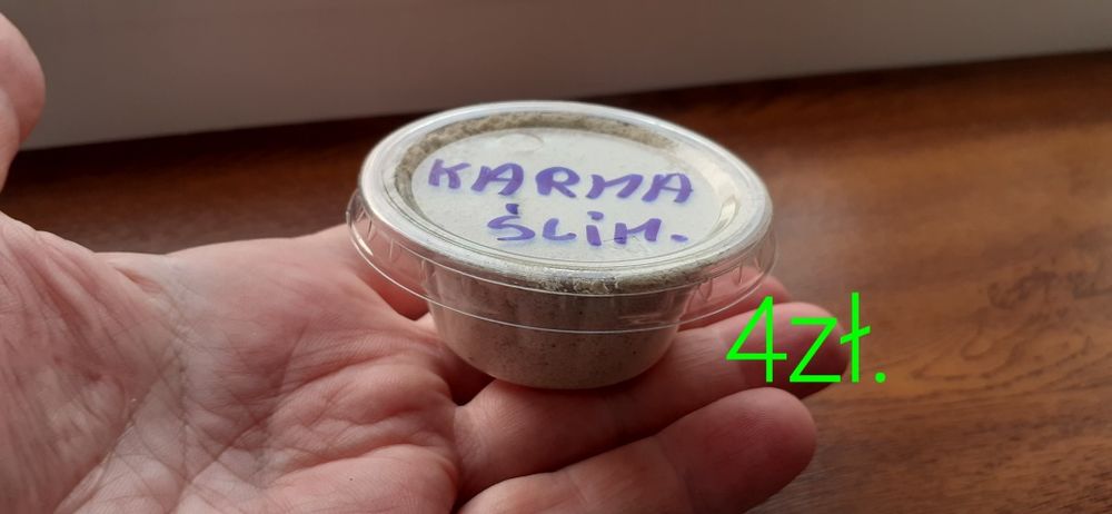 Największe ślimaki afrykańskie lissachatina Reticulata Albino boody