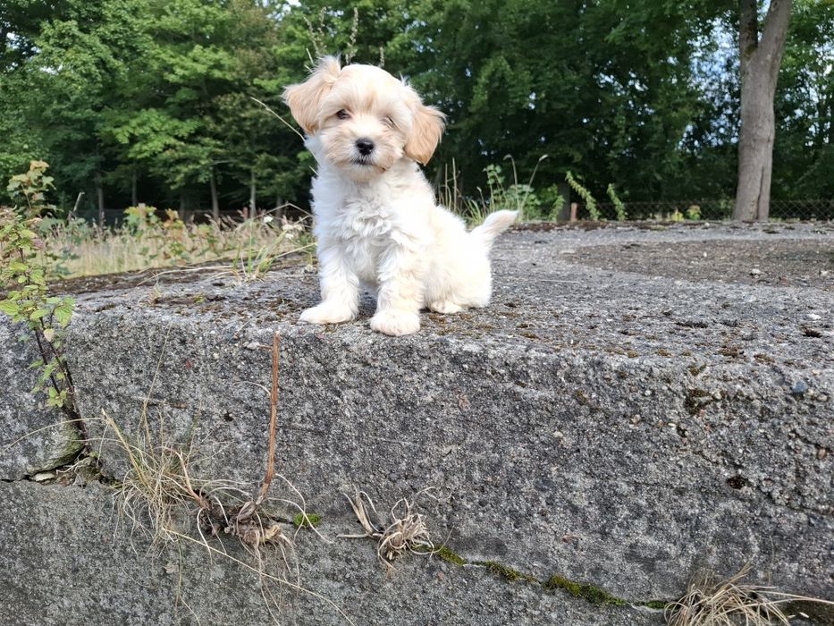 maltipoo szczeniak