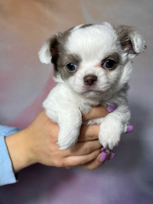 Suczka długowłosa Chihuahua Biało-czekoladowa szczeniak