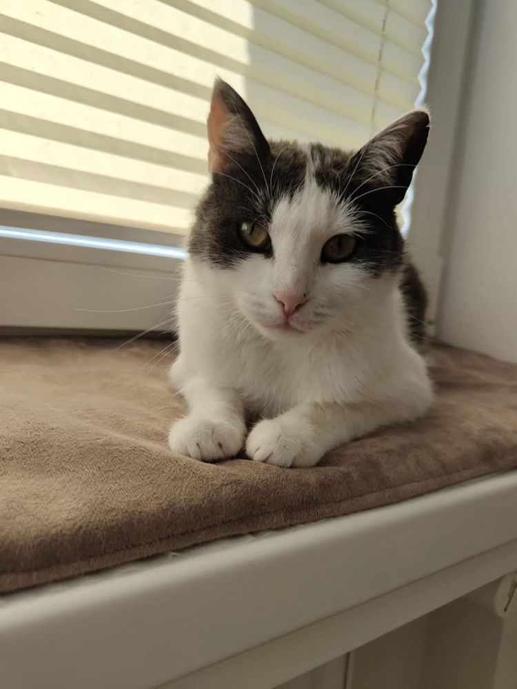 Kotka Nela do adopcji