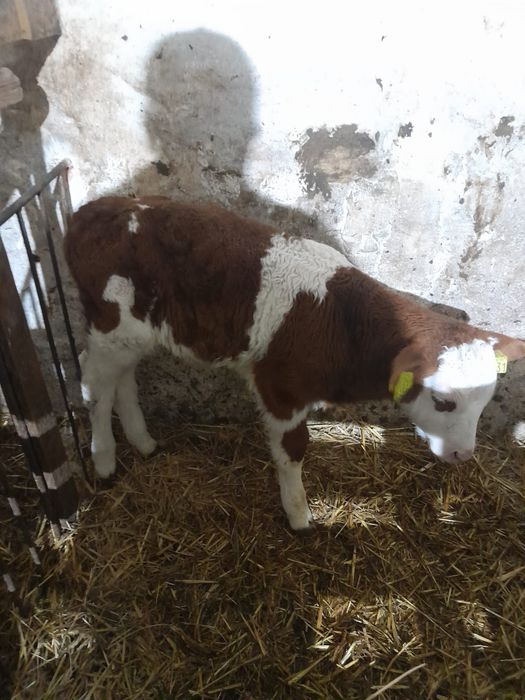 Byczki mięsne na sprzedaż