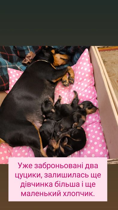 Чистокровні цвергпінчери(карликові піечери), можлива доставка.