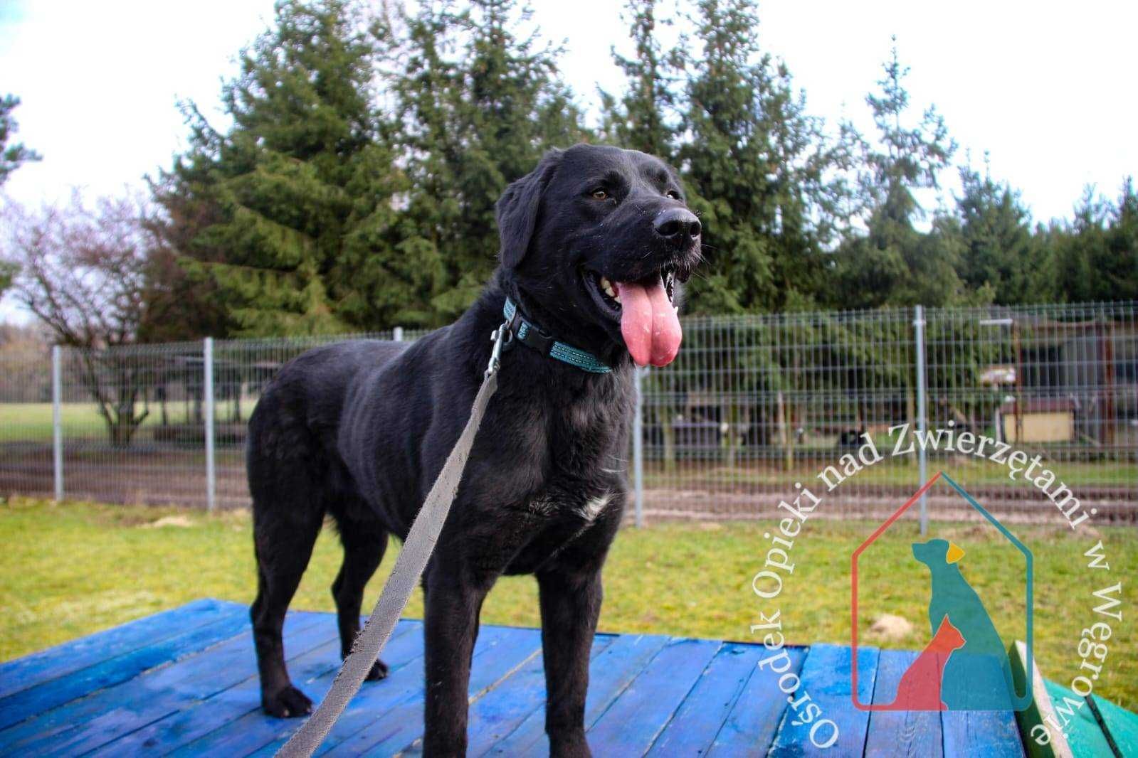 WESOŁY, MĄDRY, fajny psiak w typie labradora - adoptuj, nie kupuj