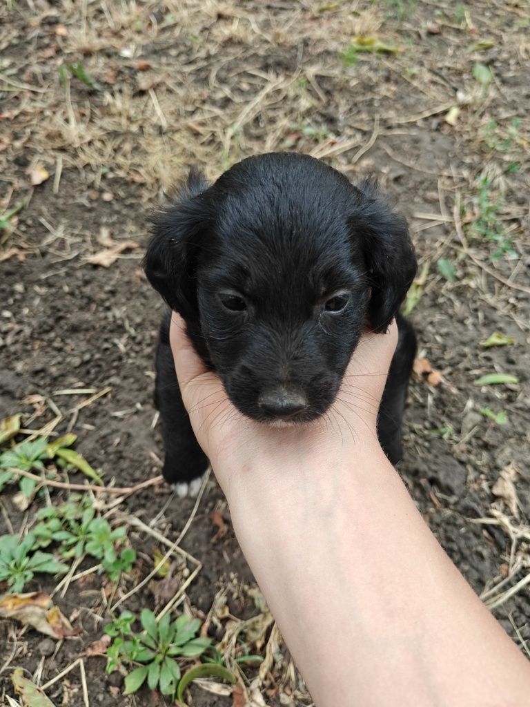 Віддам в добрі руки