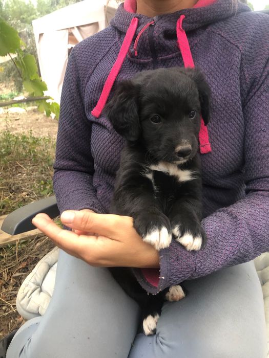 cachorros à procura de um novo lar