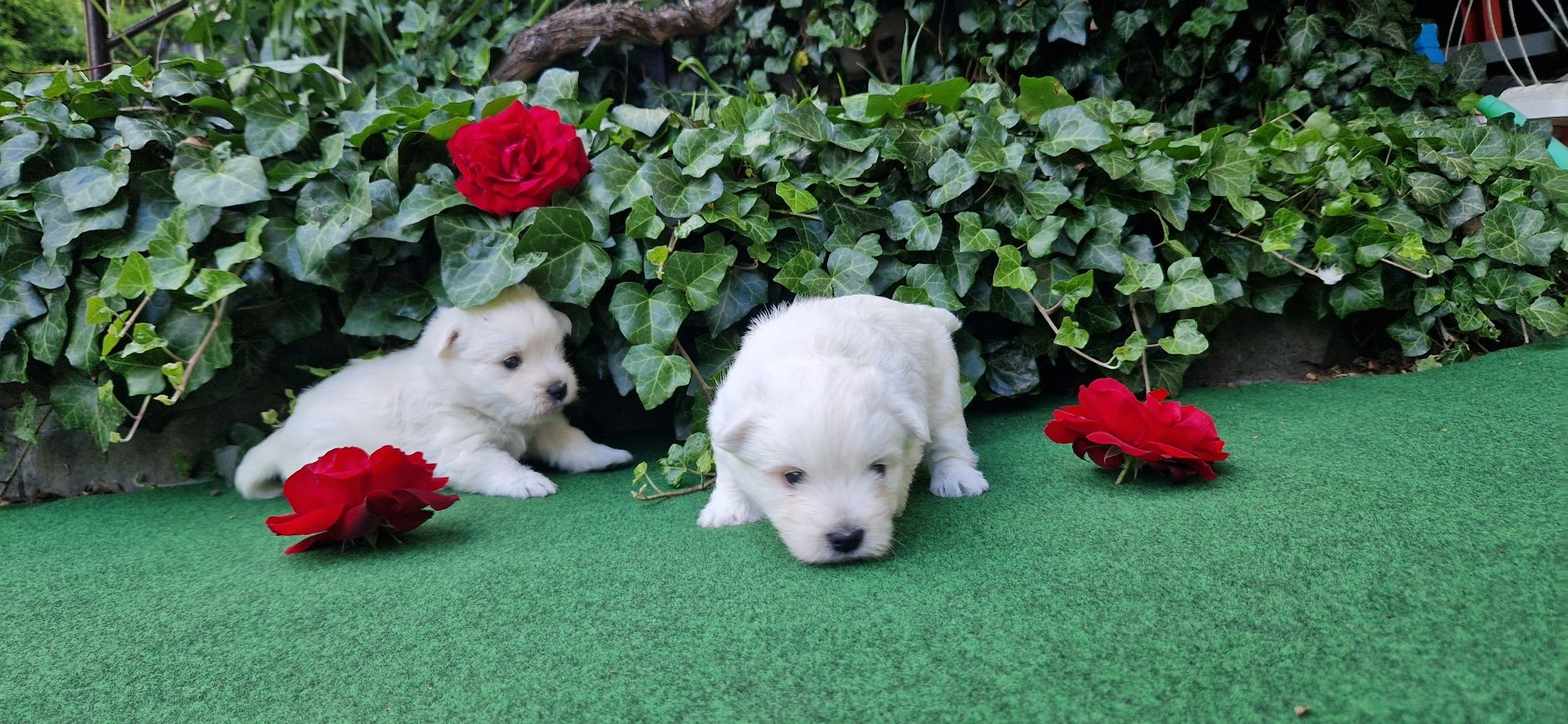 Pies, piesek, west highland white terrier, westie suczka