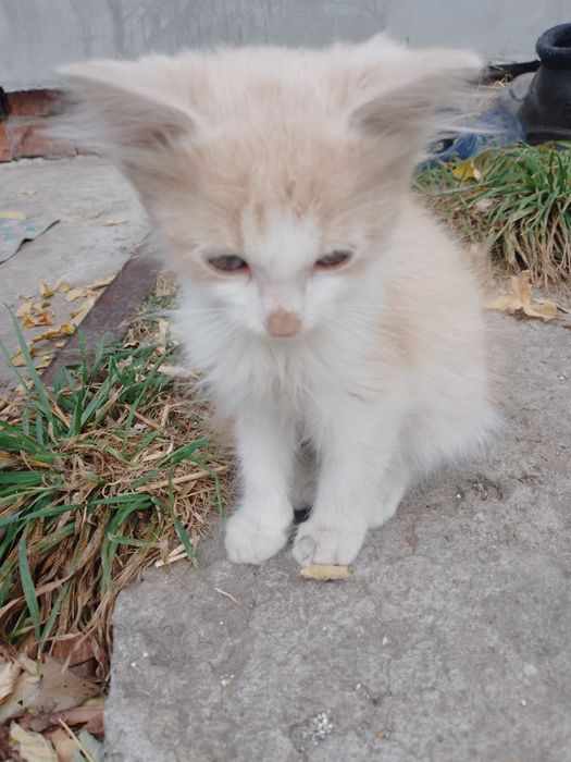 Віддам котиків безкоштовно