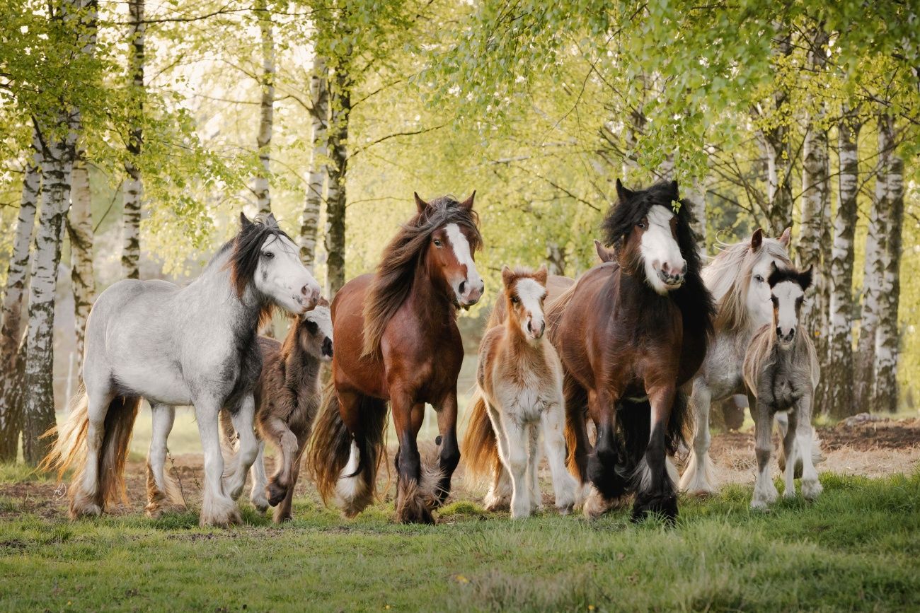 Gypsy Cob/źrebięta/dobrostan/zdrowe.