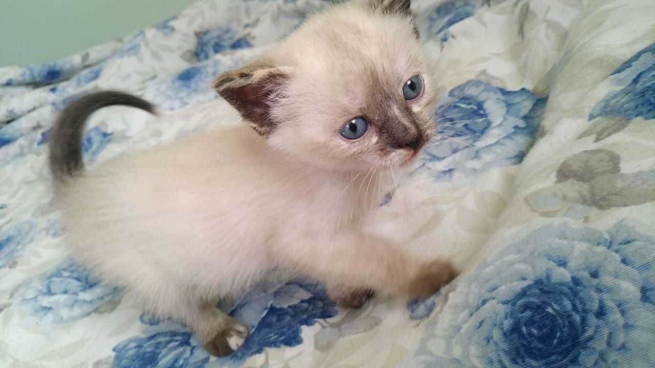 Тайский сиамский котенок черепахового окраса  tortie-point. Девочка