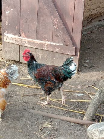 Кури лівенська ситцева, інкубаційне яйце, курчата, підрощена птиця