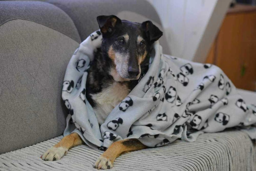 Dudek szuka kochającego domu!