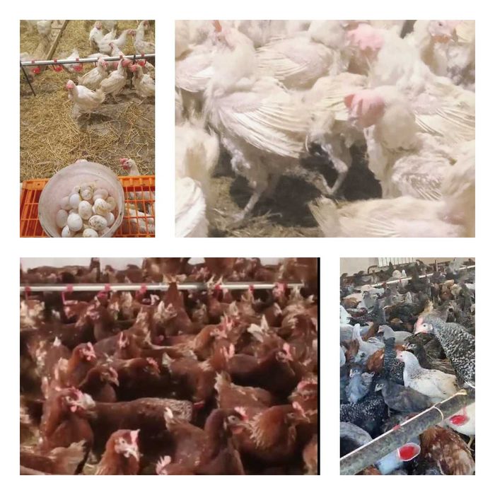 Продам кури несушки! Доставка безкоштовна. Глобине!