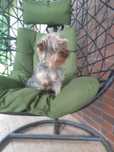 Yorkshire terrier