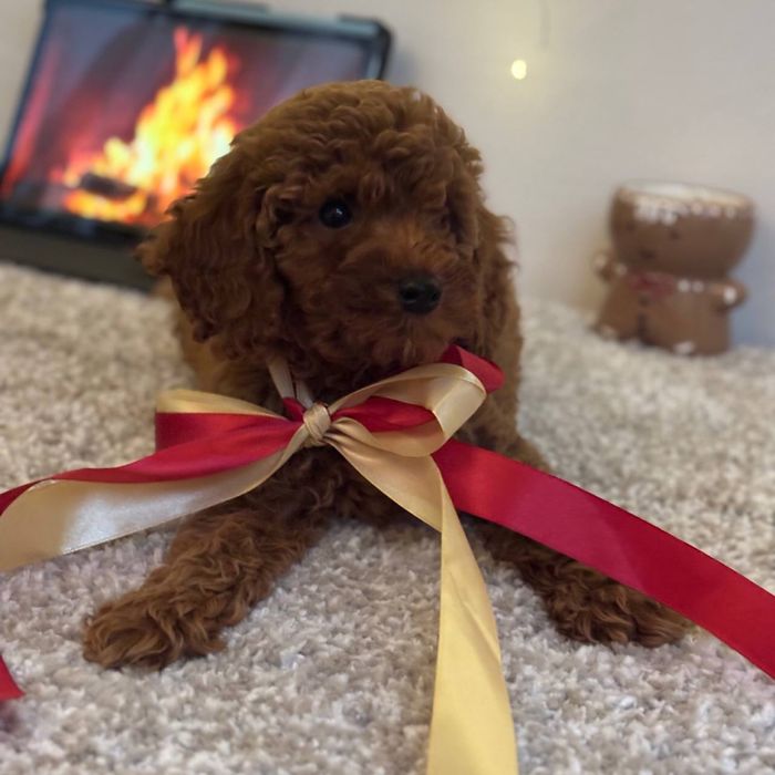 Мальтипу ред браун — редкость в Украине!