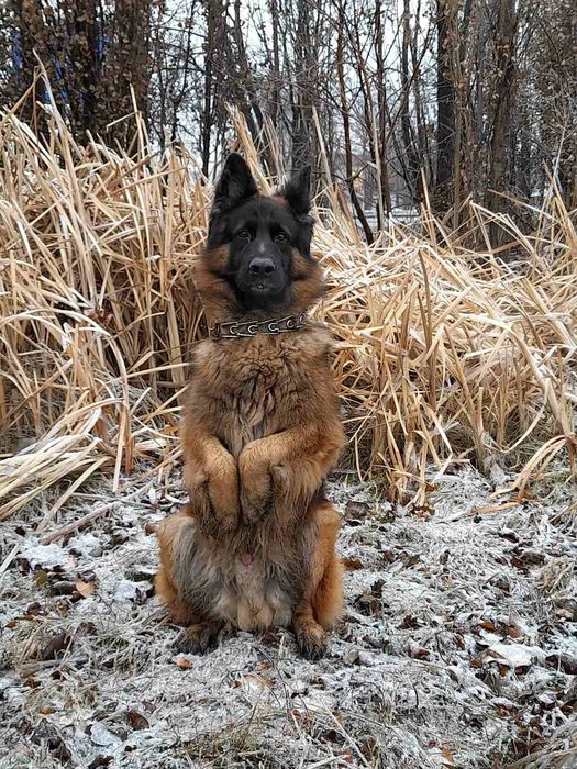 Кобель немецкой овчарки