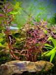 Rotala Blood Red Singapore – Planta de aquário (vermelha)
