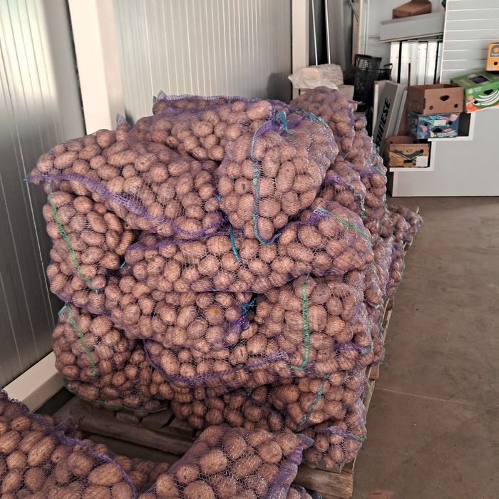 Посівна картопля