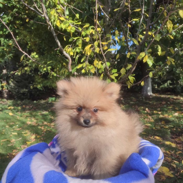 Wzorcowy Mały Szpic Niemiecki piękny exterrier rodzice FCI