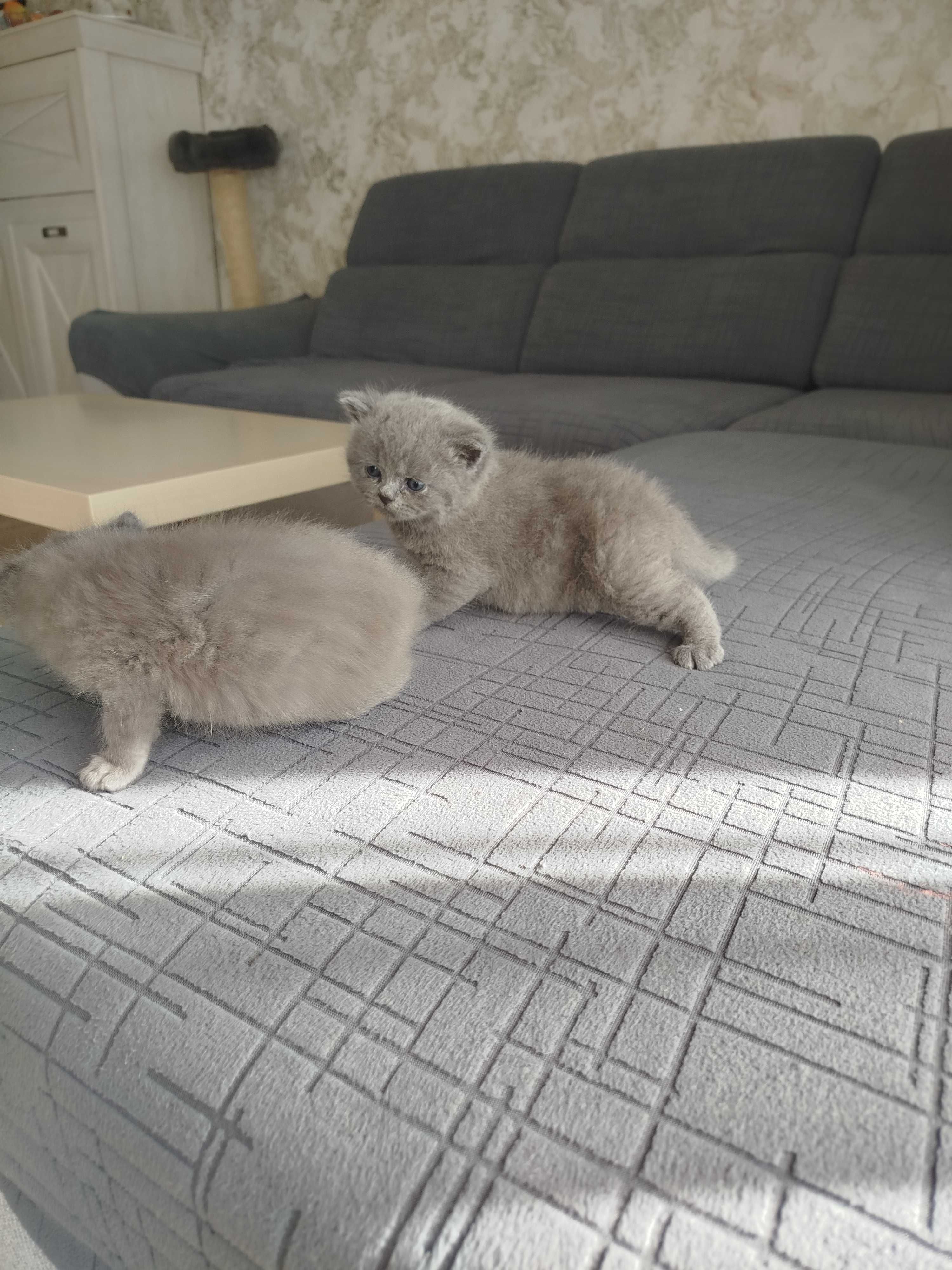 Kot brytyjski samiec