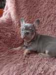 Buldog francuski sunia lila tan