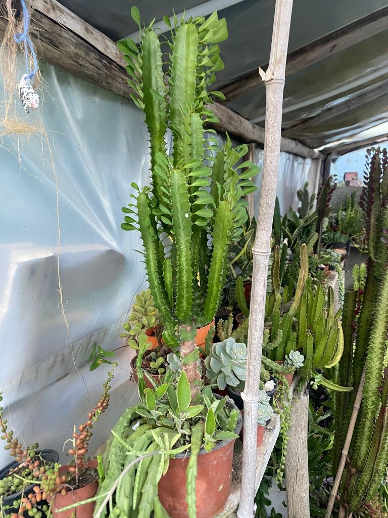 Catos, suculentas e agave