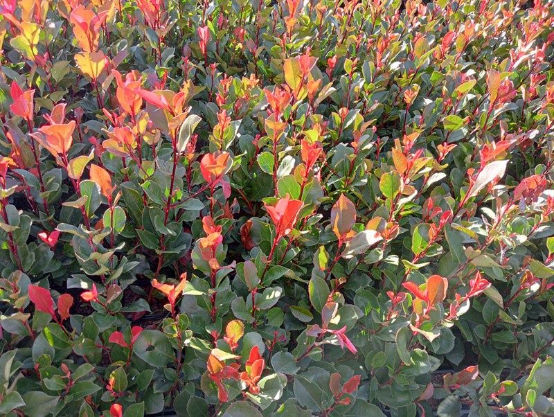Photinia Little Red Robin