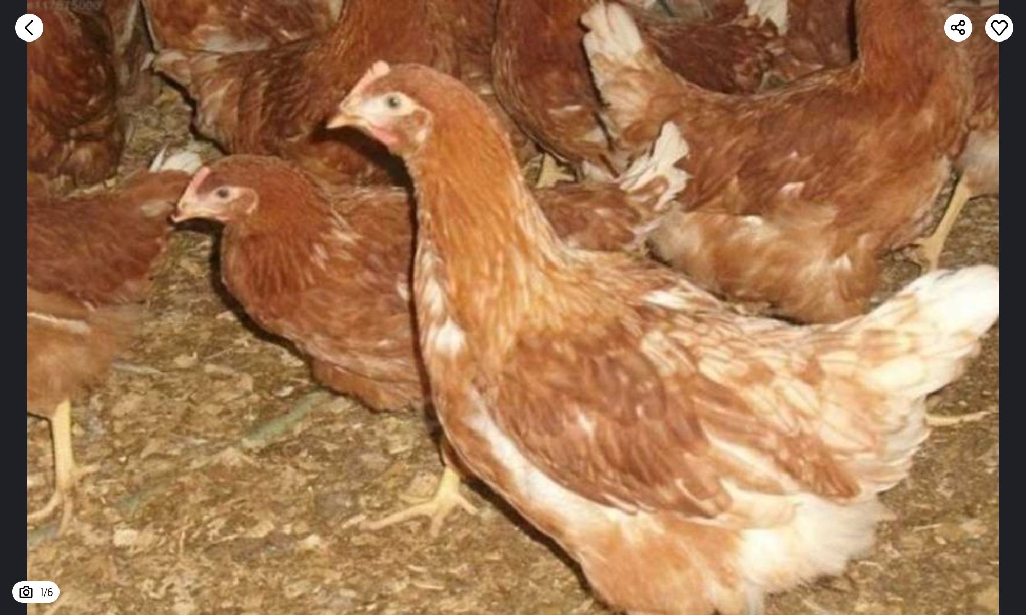 Продам куры  несушки