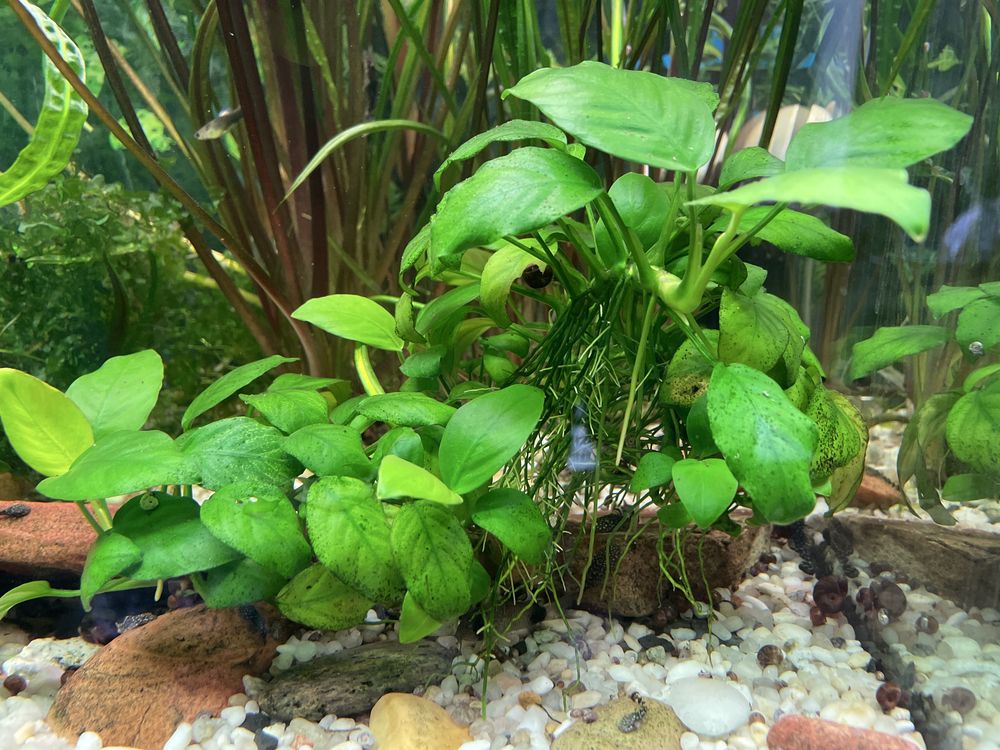 Amazonka roslina roslinka akwariowa watrobowiec microzorium