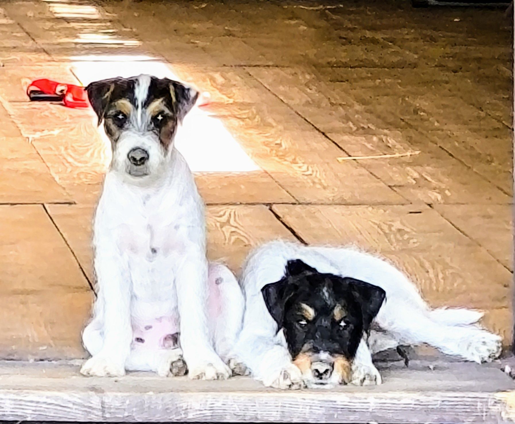 Parson Russell Terrier
