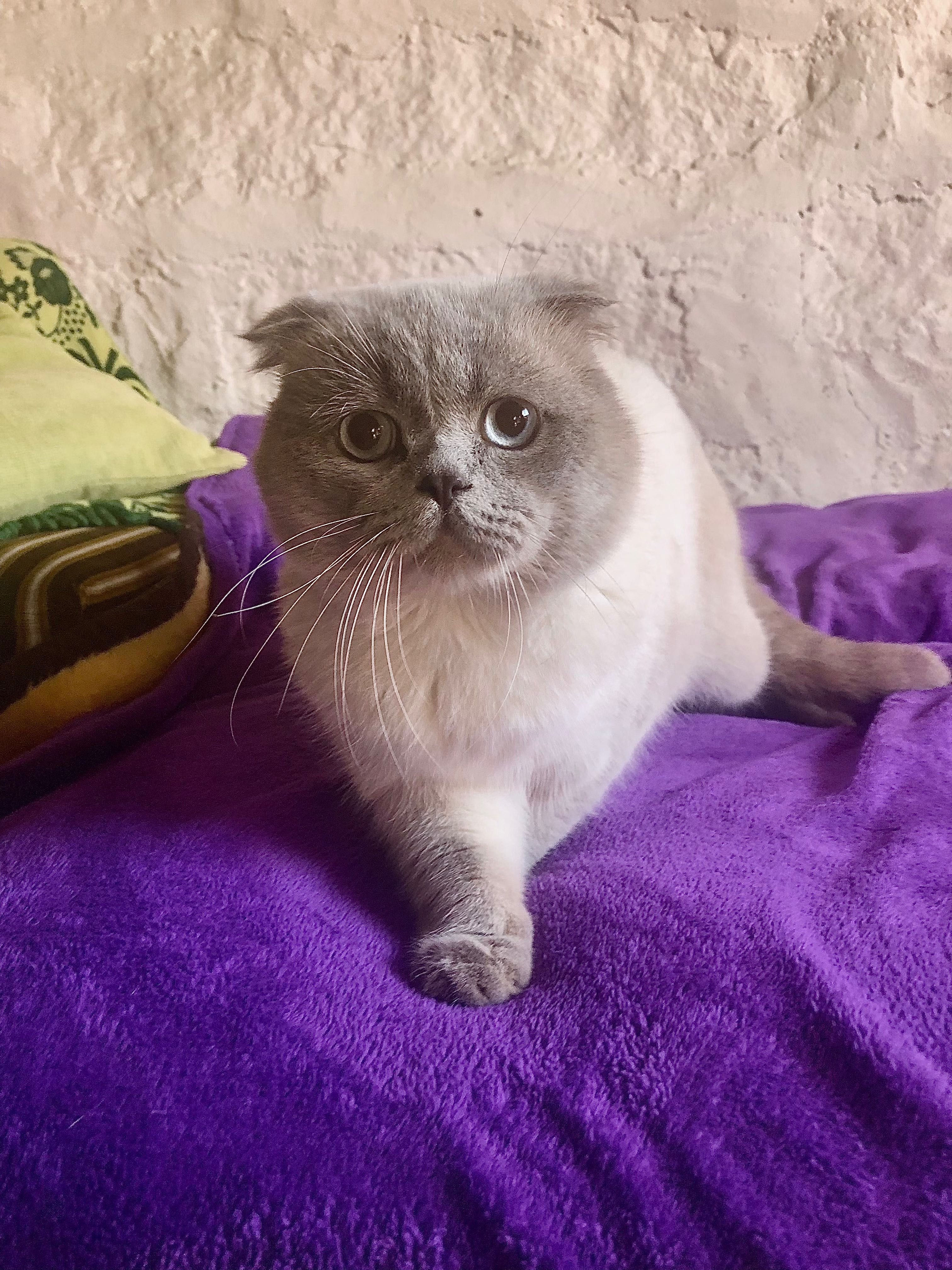 Macho Scottish Straight Lilac Point