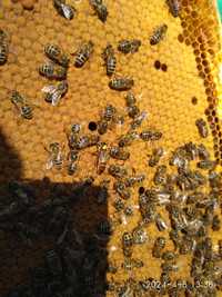 Продам бджолопакети з матками 2023 року !!! !