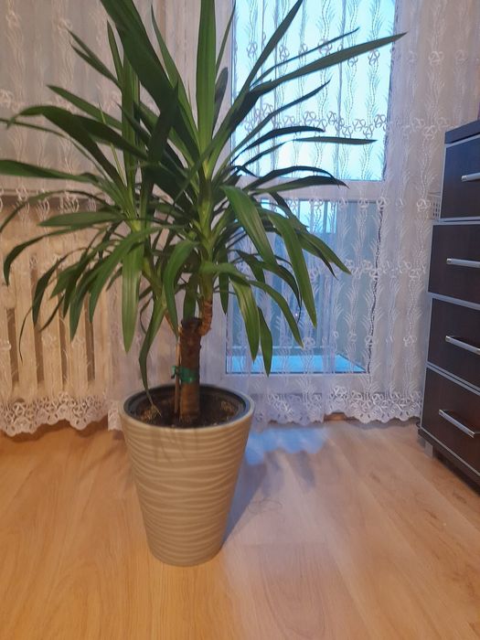Jucca ,kwiat doniczkowy 111 cm