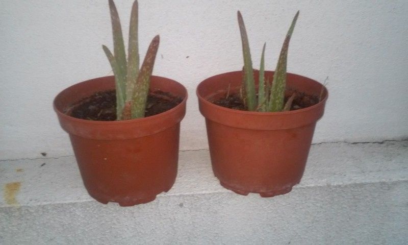 Aloé Vera ( 10 semanas)