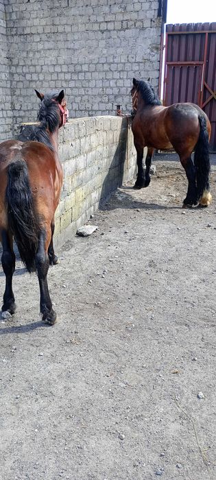 Sprzedam młodą klacz OKAZJA