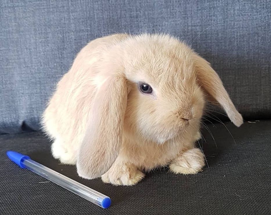 KIT Coelhos anões orelhudos, mini lop super inteligentes