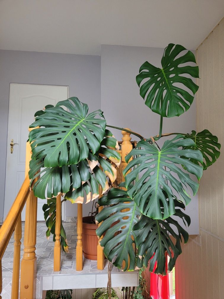 Monstera roślina doniczkowa