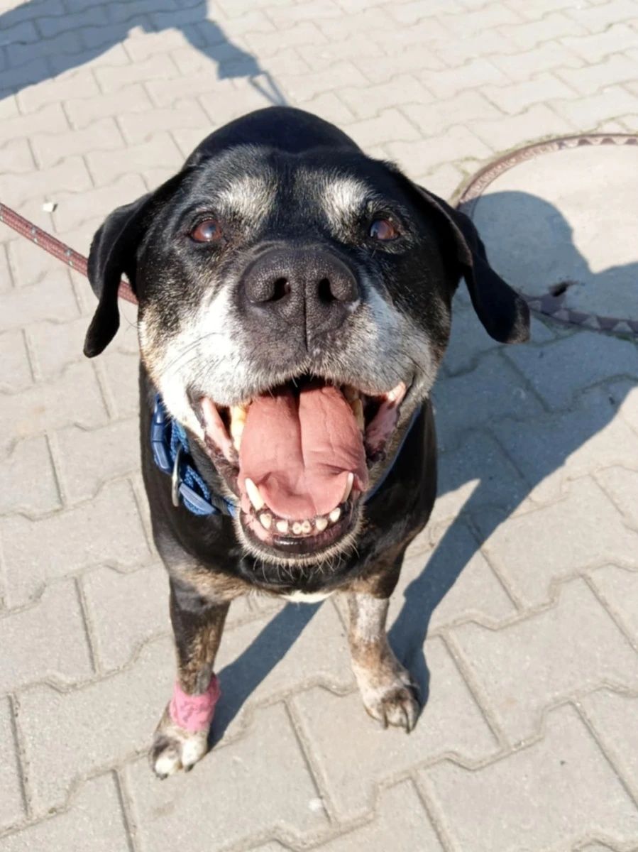 Cudowna suczka Sara mix TTB i labradora do adopcji