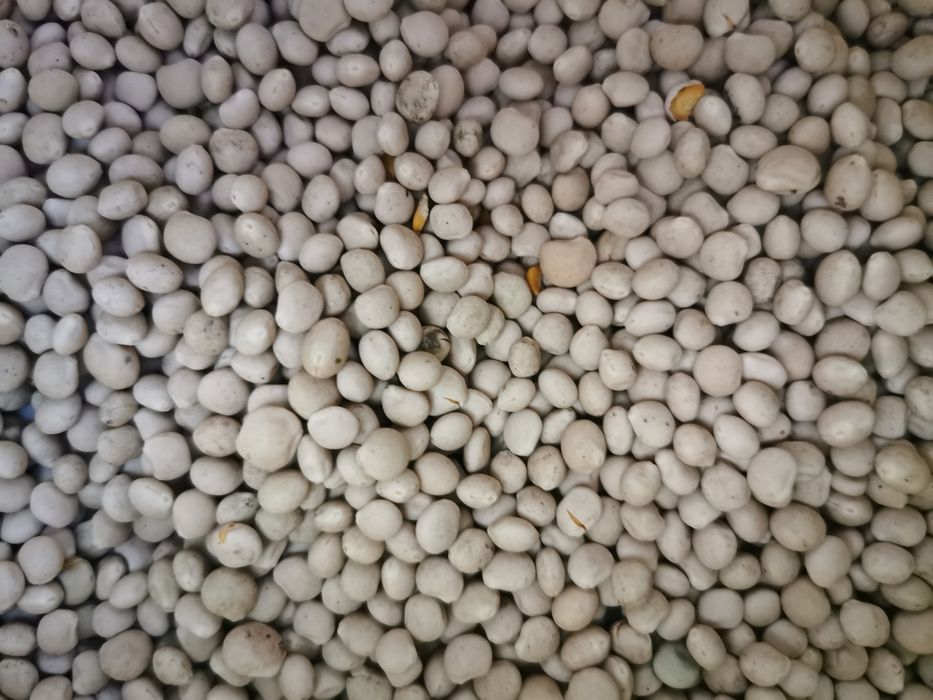 Łubin biały słodki czyszczony 2 zł kg
